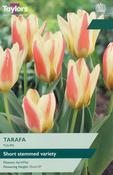 Tulip Tarafa (7 Bulbs Per Pack) image