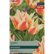 Tulip 'Quebec' – 9 Bulbs