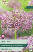 Allium Christophii (7 Bulbs Per Pack) image