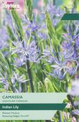 Camassia leichtlinii 'Caerulea' – 3 Bulbs image