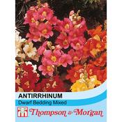 Antirrhinum nanum 'Dwarf Bedding Mixed'