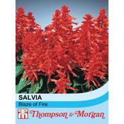 Salvia Splendens 'Blaze of Fire' image