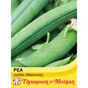 Pea 'Jumbo'