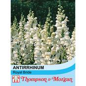 Antirrhinum 'Royal Bride'