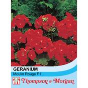 Geranium 'Moulin Rouge' F1 Hybrid