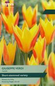 Tulip 'Giuseppe Verdi' – 9 Bulbs
