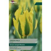 Tulip 'Green Mile' (5 Bulbs Per Pack) image