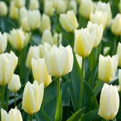 Tulip 'Purissima' – 15 Bulbs image