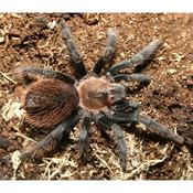 Mexican Rose Grey Tarantula | Tliltocatl verdezi (ex. Brachypelma) (Med)