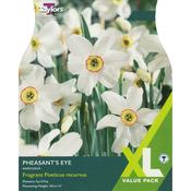 Daffodil 'Pheasant's Eye' – 12 Bulbs