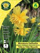 Daffodil Narcissus 'Tete A Tete' (10 Pack) image