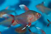 White Fin Ornate Tetra (Hyphessobrycon bentosi) (M)