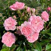 The Fairy Shrub Rose (4.5 Litre) image