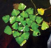 Trapa natans | Water Chestnut