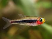 Tucan Fish 5-6cm image