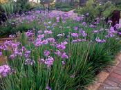 Tulbaghia violacea / P9