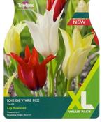 Tulip 'Joie de Vivre Mix' – 12 Bulbs