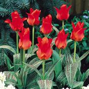 Tulip 'Red Riding Hood' – 8 Bulbs