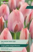 Tulip 'Salmon Van Eijk' – 7 Bulbs