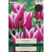 Tulip 'Claudia' – 7 Bulbs