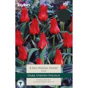 Tulip 'Red Riding Hood' – 18 Bulbs