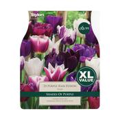 Tulip Purple Rain Fusion image