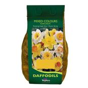 Daffodil Narcissus 'Mixed Bulbs' (2 kg) image