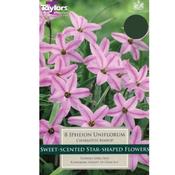 Ipheion uniflorum 'Charlotte Bishop' – 12 Bulbs