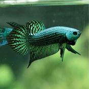 Veiltail Green Betta