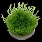 Vesicularia dubyana Christmas Moss image