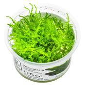Vesicularia Montagnei 'Christmas Moss' 1-2Grow image