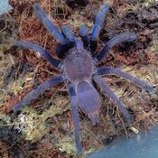 Vietnam Blue tarantula | Chilobrachys dyscolus blue med