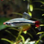 Vietnamese Cardinal Minnow micagemmae 2-2.5cm