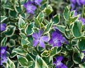 Vinca Variegated 'Golden Blue' 9cm image