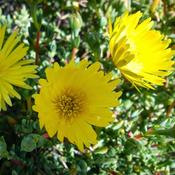 Lampranthus Yellow (9cm) image