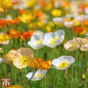 Poppy 'Iceland Mixed'
