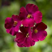 Aubrieta 'Axcent Burgundy' (9cm) image