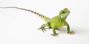 Water Dragon