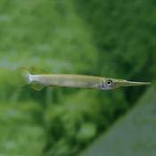 Wrestling white halfbeak | Dermogenys pusillus white 3-4cm image