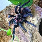 Amazon Blue Bloom Tarantula | Xenesthis intermedia s/med