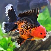 Yellow/Black Goldfish 2-3"