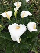 Zantedeschia aethiopica 'Snow White | Calla Lily (3 Litre) image