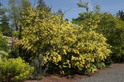 Acacia pravissima 175–200 cm 10 Litre image