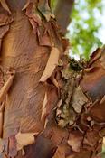 Acer griseum 120–140 cm 10 Litre image