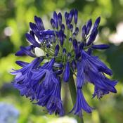 Agaoanthus 'Purple Cloud' (3 Litre) image
