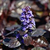 Ajuga 'Braunherz' | Purple (9cm) image