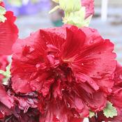 ‘Spring Celebrities Crimson’ | Alcea Rosea (2 Litre) image