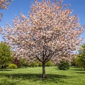 Amelanchier arborea 'Robin Hill' | Juneberry image