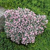 Andromeda polifolia 'Blue Ice' (2 Litre) image