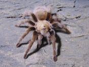 Texas Brown Tarantula | Aphonopelma hentzi med image